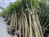 CÂY KÈN HỒNG