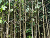 CÂY DẦU GÁI 