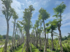 CÂY GIÁNG HƯƠNG