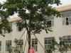 CÂY LÁT HOA