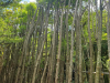CÂY PHƯỢNG TÍM