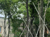 CÂY MUỒNG HOA ĐÀO
