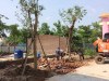 CUNG CẤP CÂY CẢNH
