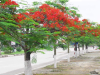 CÂY PHƯỢNG ĐỎ