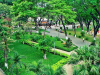 TƯ VẤN PHONG THUỶ CÂY CẢNH