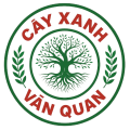 CÂY XANH VĂN QUAN