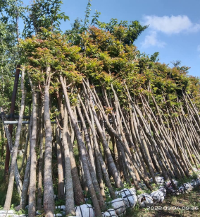 Cây Hương Huyết ĐK12