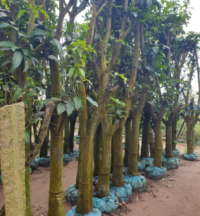 CÂY XOÀI