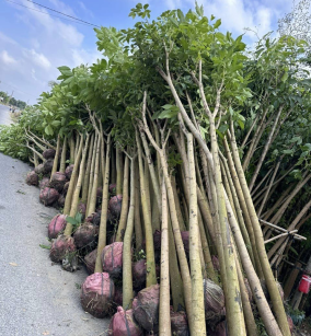 CÂY KÈN HỒNG
