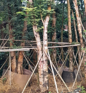 CÂY CẨM LAI