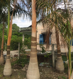 CÂY CẦU VUA 