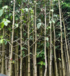 CÂY DẦU GÁI 