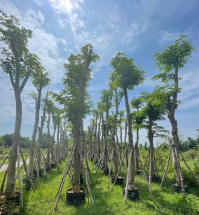 CÂY GIÁNG HƯƠNG