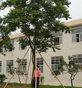 CÂY LÁT HOA