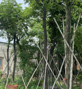 CÂY MUỒNG HOA ĐÀO