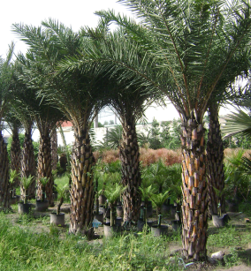 CÂY KÈ ĐỎ