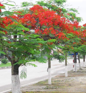 CÂY PHƯỢNG ĐỎ