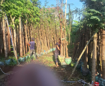 📢 KIẾN TẠO KHÔNG GIAN SỐNG XANH – BẮT ĐẦU TỪ THIẾT KẾ CẢNH QUAN