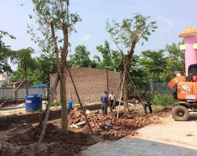 CUNG CẤP CÂY CẢNH