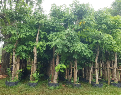 THI CÔNG CẢNH QUAN 
