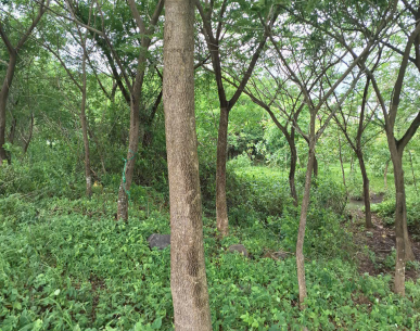 THIẾT KẾ CẢNH QUAN 