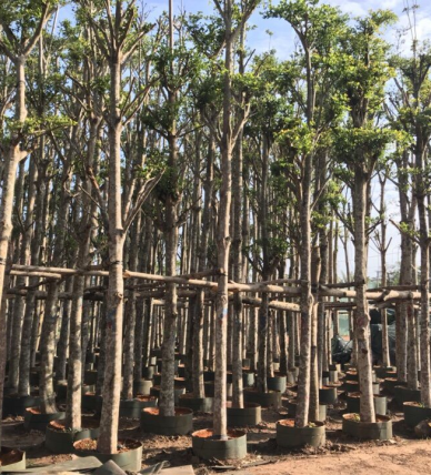 CUNG CẤP CÁC LOẠI CÂY CÔNG TRÌNH