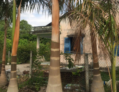 Thi công cây cầu vua 