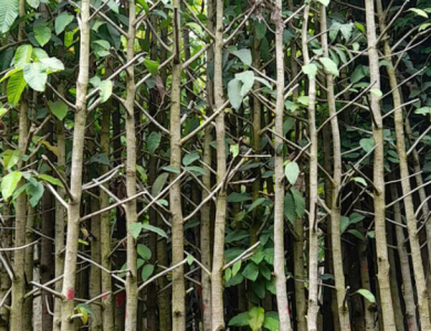 CÂY DẦU GÁI 