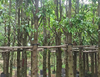 CÂY SAO ĐEN 