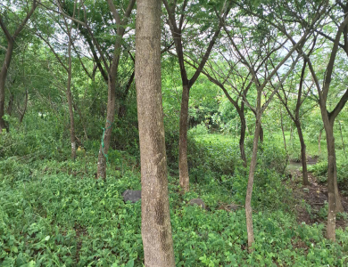 THIẾT KẾ CẢNH QUAN 